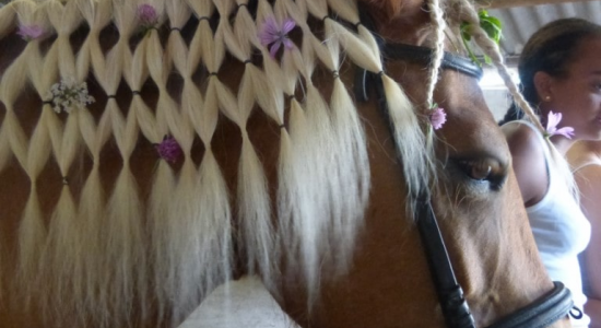 Cocktail Equitation