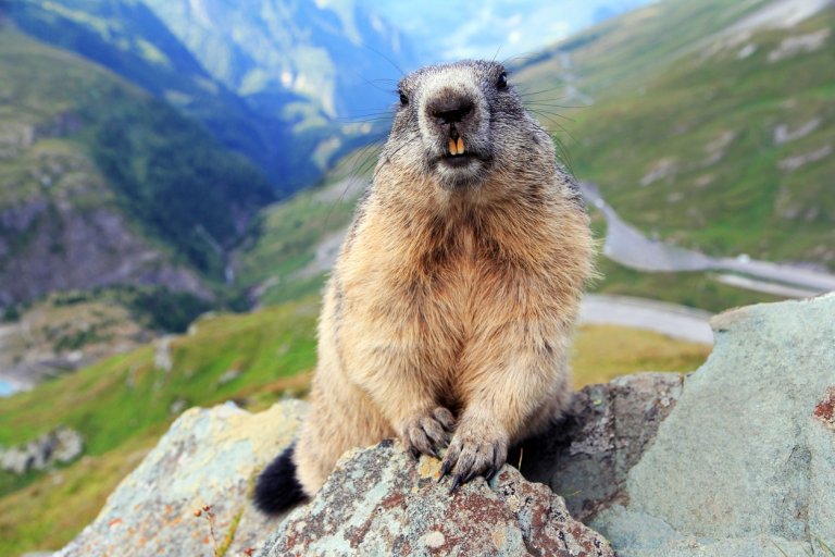 Marmottes et Compagnie