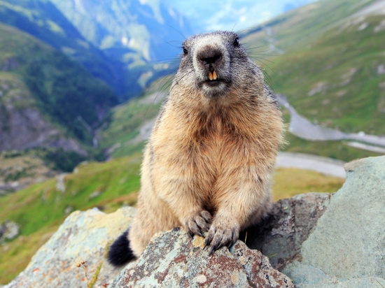 Marmottes & Compagnie